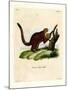 Brilliant Flying Squirrel-null-Mounted Giclee Print