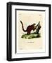 Brilliant Flying Squirrel-null-Framed Giclee Print