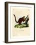 Brilliant Flying Squirrel-null-Framed Giclee Print