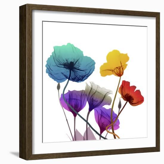 Brilliant Garden 1-Albert Koetsier-Framed Photographic Print