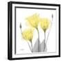 Brilliant Gentian Buddies 1-Albert Koetsier-Framed Photographic Print