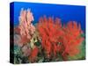 Brilliant Red Sea Fans, Komba Island, Flores Sea, Indonesia-Stuart Westmorland-Stretched Canvas