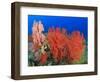 Brilliant Red Sea Fans, Komba Island, Flores Sea, Indonesia-Stuart Westmorland-Framed Photographic Print