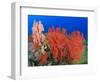 Brilliant Red Sea Fans, Komba Island, Flores Sea, Indonesia-Stuart Westmorland-Framed Photographic Print