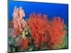 Brilliant Red Sea Fans, Komba Island, Flores Sea, Indonesia-Stuart Westmorland-Mounted Photographic Print