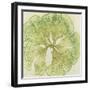 Brilliant Seaweed VIII-null-Framed Art Print