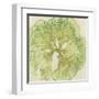 Brilliant Seaweed VIII-null-Framed Art Print