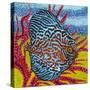 Brilliant Tropical Fish II-Carolee Vitaletti-Stretched Canvas