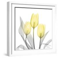 Brilliant Tulips 1-Albert Koetsier-Framed Photographic Print