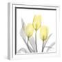 Brilliant Tulips 1-Albert Koetsier-Framed Photographic Print