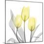 Brilliant Tulips 1-Albert Koetsier-Mounted Photographic Print