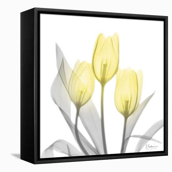 Brilliant Tulips 1-Albert Koetsier-Framed Stretched Canvas