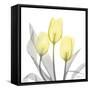 Brilliant Tulips 1-Albert Koetsier-Framed Stretched Canvas