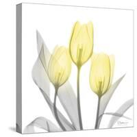 Brilliant Tulips 1-Albert Koetsier-Stretched Canvas