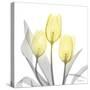 Brilliant Tulips 1-Albert Koetsier-Stretched Canvas