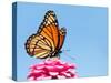 Brilliant Viceroy Butterfly Feeding On A Bright Pink Zinnia Against Blue Skies-Sari ONeal-Stretched Canvas