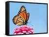Brilliant Viceroy Butterfly Feeding On A Bright Pink Zinnia Against Blue Skies-Sari ONeal-Framed Stretched Canvas