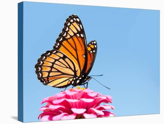 Brilliant Viceroy Butterfly Feeding On A Bright Pink Zinnia Against Blue Skies-Sari ONeal-Stretched Canvas