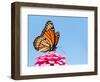 Brilliant Viceroy Butterfly Feeding On A Bright Pink Zinnia Against Blue Skies-Sari ONeal-Framed Photographic Print