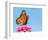 Brilliant Viceroy Butterfly Feeding On A Bright Pink Zinnia Against Blue Skies-Sari ONeal-Framed Photographic Print