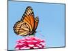 Brilliant Viceroy Butterfly Feeding On A Bright Pink Zinnia Against Blue Skies-Sari ONeal-Mounted Photographic Print