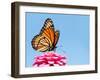 Brilliant Viceroy Butterfly Feeding On A Bright Pink Zinnia Against Blue Skies-Sari ONeal-Framed Photographic Print
