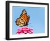 Brilliant Viceroy Butterfly Feeding On A Bright Pink Zinnia Against Blue Skies-Sari ONeal-Framed Photographic Print