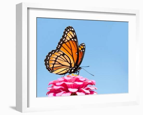 Brilliant Viceroy Butterfly Feeding On A Bright Pink Zinnia Against Blue Skies-Sari ONeal-Framed Photographic Print