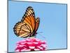 Brilliant Viceroy Butterfly Feeding On A Bright Pink Zinnia Against Blue Skies-Sari ONeal-Mounted Photographic Print