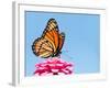 Brilliant Viceroy Butterfly Feeding On A Bright Pink Zinnia Against Blue Skies-Sari ONeal-Framed Photographic Print