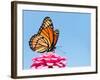 Brilliant Viceroy Butterfly Feeding On A Bright Pink Zinnia Against Blue Skies-Sari ONeal-Framed Photographic Print