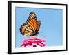 Brilliant Viceroy Butterfly Feeding On A Bright Pink Zinnia Against Blue Skies-Sari ONeal-Framed Photographic Print