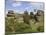 Brimham Rocks, Brimham Moor, Near Ripon, North Yorkshire, England, United Kingdom, Europe-James Emmerson-Mounted Photographic Print