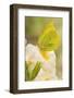 Brimstone butterfly at rest on Primrose flower, UK-Andy Sands-Framed Photographic Print