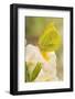 Brimstone butterfly at rest on Primrose flower, UK-Andy Sands-Framed Photographic Print