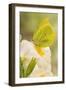 Brimstone butterfly at rest on Primrose flower, UK-Andy Sands-Framed Photographic Print