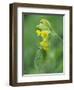 Brimstone butterfly male roosting on Cowslip, Bedfordshire, England, UK, April-Andy Sands-Framed Photographic Print