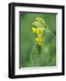 Brimstone butterfly male roosting on Cowslip, Bedfordshire, England, UK, April-Andy Sands-Framed Photographic Print