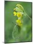 Brimstone butterfly male roosting on Cowslip, Bedfordshire, England, UK, April-Andy Sands-Mounted Photographic Print