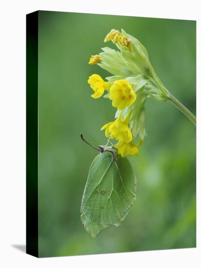 Brimstone butterfly male roosting on Cowslip, Bedfordshire, England, UK, April-Andy Sands-Stretched Canvas