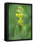 Brimstone butterfly male roosting on Cowslip, Bedfordshire, England, UK, April-Andy Sands-Framed Stretched Canvas