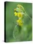 Brimstone butterfly male roosting on Cowslip, Bedfordshire, England, UK, April-Andy Sands-Stretched Canvas