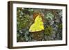 Brimstone moth Banbridge, County Down, Northern Ireland-Robert Thompson-Framed Photographic Print