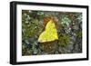 Brimstone moth Banbridge, County Down, Northern Ireland-Robert Thompson-Framed Photographic Print