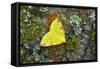Brimstone moth Banbridge, County Down, Northern Ireland-Robert Thompson-Framed Stretched Canvas