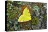 Brimstone moth Banbridge, County Down, Northern Ireland-Robert Thompson-Stretched Canvas