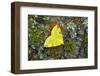 Brimstone moth Banbridge, County Down, Northern Ireland-Robert Thompson-Framed Photographic Print