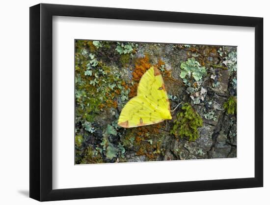 Brimstone moth Banbridge, County Down, Northern Ireland-Robert Thompson-Framed Photographic Print