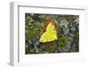 Brimstone moth Banbridge, County Down, Northern Ireland-Robert Thompson-Framed Photographic Print