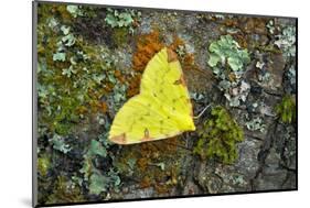 Brimstone moth Banbridge, County Down, Northern Ireland-Robert Thompson-Mounted Photographic Print